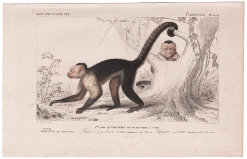 White-throated Monkey